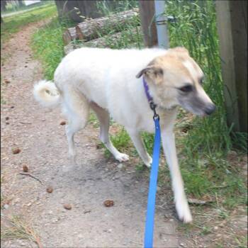 Lady -  Irish Wolfhound and Shepherd Dog for Adoption in Thompson Falls, Montana - Lady | PetCurious