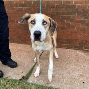 Rescue Husky and Shepherd Dogs for Adoption in Stillwater, Oklahoma - Hank | PetCurious