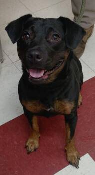 Breezy -  Terrier and Labrador Retriever Dog for Adoption in Saint Clairsville, Ohio - Breezy | PetCurious