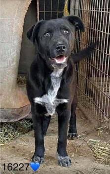 Chance -  Labrador Retriever and Cattle Dog Dog for Adoption in Fort Lupton, Colorado - Chance | PetCurious