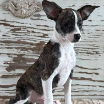 Terrier Dogs Available for Adoption in Carrollton, Texas - Carl | PetCurious