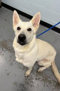 Momo -  German Shepherd Dog Dog for Adoption in Sacramento, California - Momo | PetCurious