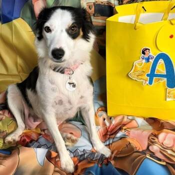 Sleepy -  Australian Shepherd and Mixed Breed Dog for Adoption in Normal, Illinois - Sleepy | PetCurious