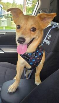 Roxi -  Chihuahua Dog for Adoption in New York, New York - Roxi | PetCurious