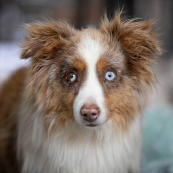 Fuego (JY26-85) -  Australian Shepherd Dog for Adoption in Peyton, Colorado - Fuego (JY26-85) | PetCurious