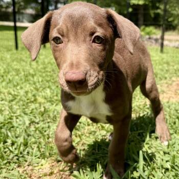 Mixed Breed Dogs Available for Adoption in Livingston, Texas - Camellia | PetCurious