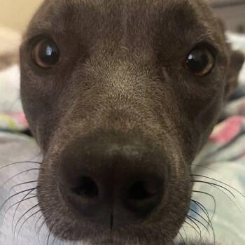 Minka -  Corgi and Pit Bull Terrier Dog for Adoption in Edmond, Oklahoma - Minka | PetCurious