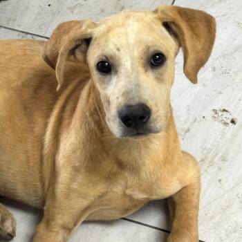 Labrador Retriever Dogs Available for Adoption in Lufkin, Texas - Granola | PetCurious
