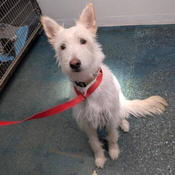 Schnauzer Dogs Available for Adoption in Chico, California - HENRY | PetCurious