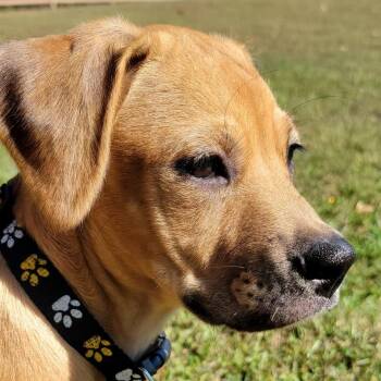 Rescue Terrier Dogs for Adoption in Baldwin, Maryland - Alice | PetCurious