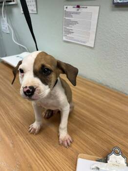 Levi -  American Staffordshire Terrier and Boxer Dog for Adoption in California City, California - Levi | PetCurious