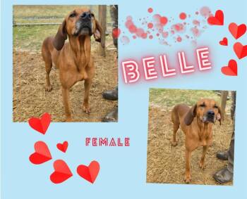 Redbone Coonhound Dogs Available for Adoption - Bell Bell | PetCurious