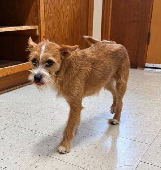 Ethel -  Terrier Dog for Adoption in Raleigh, North Carolina - Ethel | PetCurious