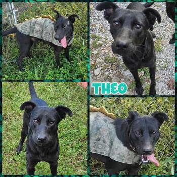 Rescue German Shepherd Dog and Border Collie Dogs for Adoption in Blacksburg, South Carolina - Theo | PetCurious