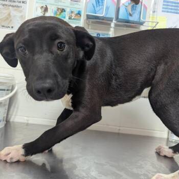 Gigi -  Pit Bull Terrier Dog Available for Adoption in Birmingham, Alabama - Gigi | PetCurious
