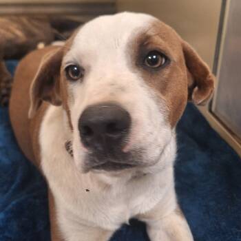 Rescue Mixed Breed Dogs for Adoption in Flagstaff, Arizona - Nirvana | PetCurious