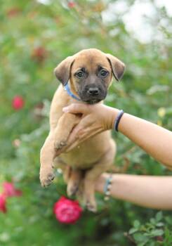 Belgian Shepherd Malinois and Mastiff Dogs Available for Adoption in Gulfport, Mississippi - Carlos | PetCurious