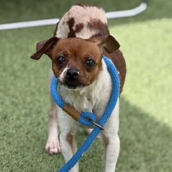 Rescue Chihuahua Dogs for Adoption in Chattanooga, Tennessee - Sour Sophie | PetCurious