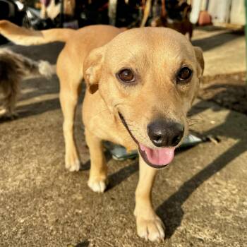 Dachshund Dogs Available for Adoption - Brownie  | PetCurious