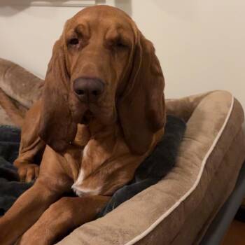 Bloodhound Dogs Available for Adoption - Peaches | PetCurious