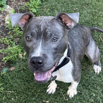 Kiwi -  Mixed Breed Dog for Adoption in Oak Park, Illinois - Kiwi | PetCurious