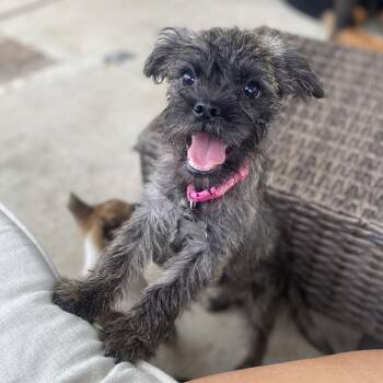 Lisa -  Schnauzer and Terrier Dog for Adoption in Escondido, California - Lisa | PetCurious