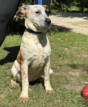 Triscuit -  Australian Cattle Dog Blue Heeler Dog for Adoption in Troy, Alabama - Triscuit | PetCurious