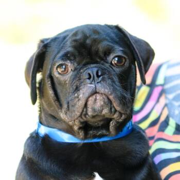 Pug Dogs Available for Adoption - Angel Food Cake | PetCurious