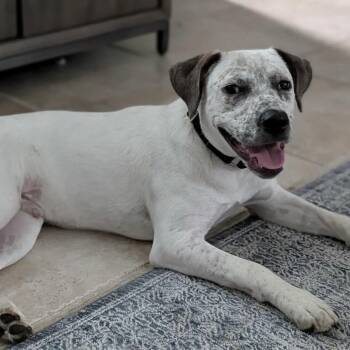 Dougie -  Labrador Retriever and Cattle Dog Dog for Adoption in Overland Park, Kansas - Dougie | PetCurious