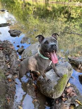 Rescue Pit Bull Terrier Dogs for Adoption in Pearisburg, Virginia - Sharkey | PetCurious