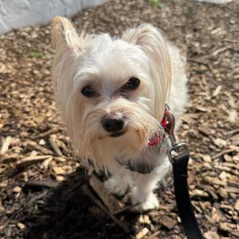 Yorkshire Terrier Dogs Available for Adoption in Falls Church, Virginia - Billy | PetCurious