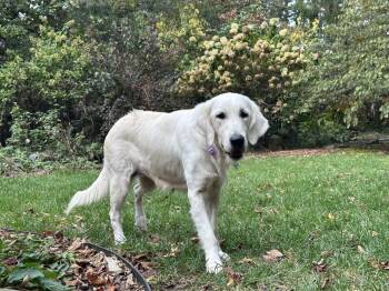 Liz -  Golden Retriever Dog for Adoption in Columbus, Ohio - Liz | PetCurious