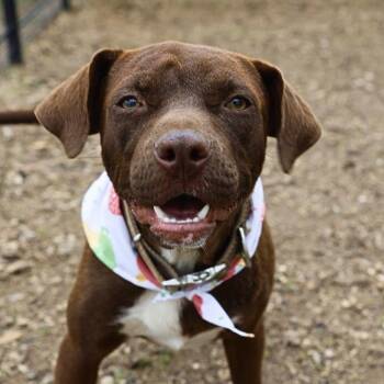Terrier Dogs Available for Adoption in San Antonio, Texas - CHALK | PetCurious