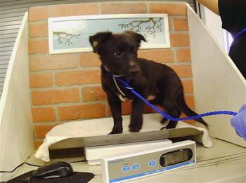 A2091645 -  Dachshund and Mixed Breed Dog for Adoption in Houston, Texas - A2091645 | PetCurious