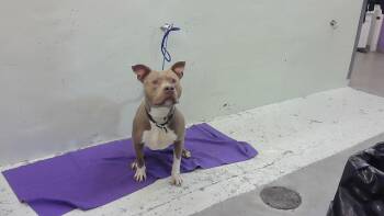 Staffordshire Bull Terrier and Mixed Breed Dogs Available for Adoption in Houston, Texas - A2076747 | PetCurious