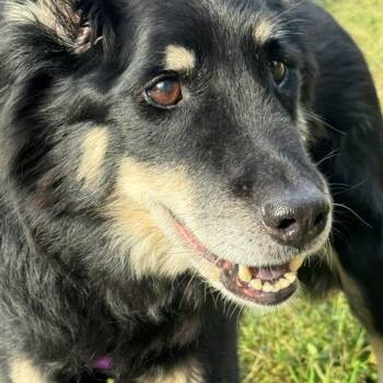 Rescue Shepherd Dogs for Adoption in Stanhope, New Jersey - Roxie Anne | PetCurious