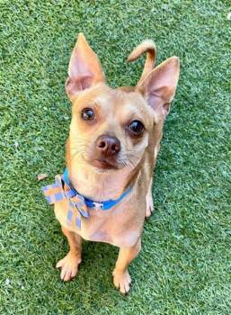 CHILI -  Chihuahua Dog for Adoption in San Francisco, California - CHILI | PetCurious