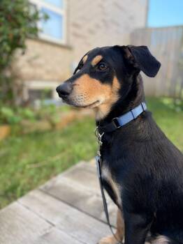 Cooper -  Mixed Breed Dog for Adoption in Richmond, Virginia - Cooper | PetCurious