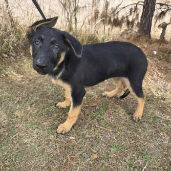 German Shepherd Dog Dogs Available for Adoption - Alanis | PetCurious