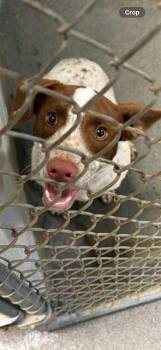 MUSHROOM -  Parson Russell Terrier and Pointer Dog for Adoption - MUSHROOM | PetCurious