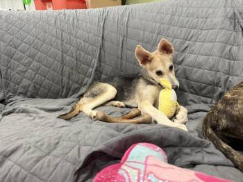Rey -  Shepherd Dog for Adoption in Cheektowaga, New York - Rey | PetCurious