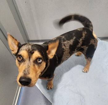 Ash -  Cattle Dog and Corgi Dog for Adoption in Walnutport, Pennsylvania - Ash | PetCurious