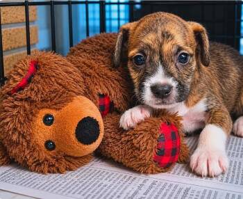 Schnauzer and Terrier Dogs Available for Adoption in El Dorado, Arkansas - Otto Schnitzelfritz | PetCurious
