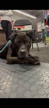 Rescue Mixed Breed Dogs for Adoption in Plainfield, Illinois - Ducce | PetCurious