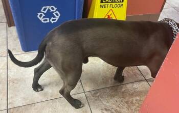Romulus -  Mixed Breed Dog for Adoption in Cincinnati, Ohio - Romulus | PetCurious