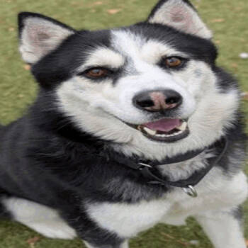 Rescue Siberian Husky Dogs for Adoption in Austin, Texas - Silo | PetCurious