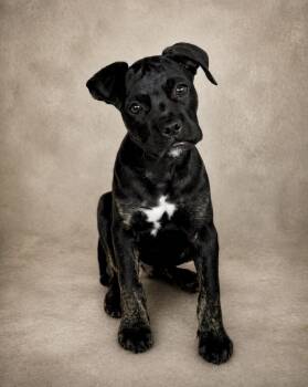 Cane Corso and French Bulldog Dogs Available for Adoption in Palm Springs, Florida - Barney | PetCurious