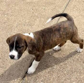 Plott Hound and Australian Shepherd Dogs Available for Adoption - Vega | PetCurious