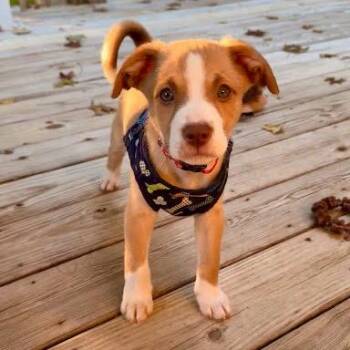 Ray -  Bernese Mountain Dog and Poodle Dog for Adoption in Winston-salem, North Carolina - Ray | PetCurious