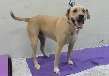 SALDAT -  Mastiff and Mixed Breed Dog Available for Adoption in Houston, Texas - SALDAT | PetCurious